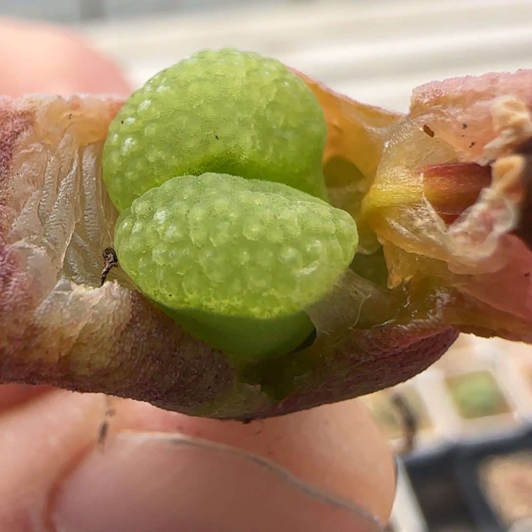 多肉植物克里普兰17号
