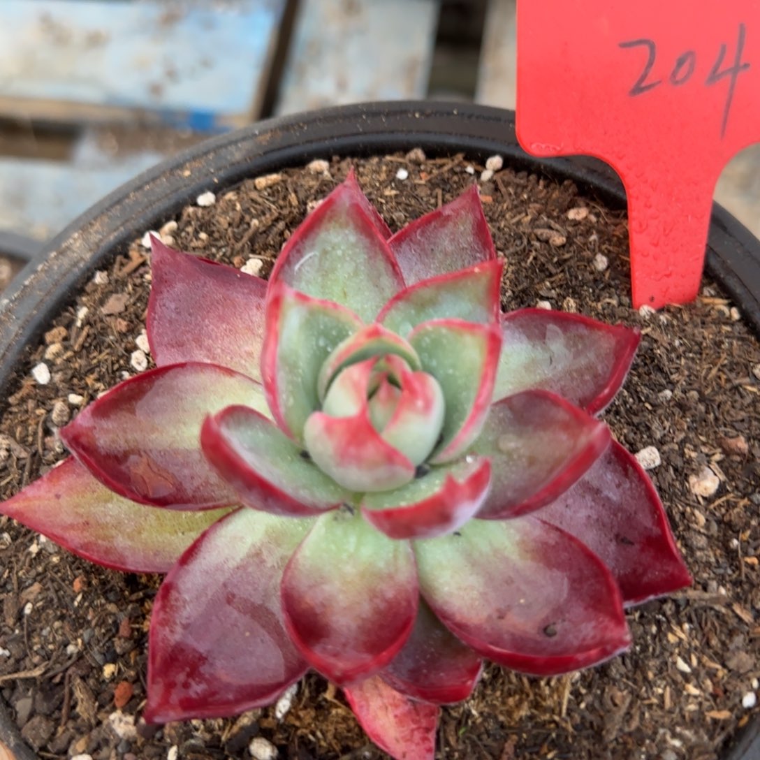 木****惊鸿一物一拍包装收缩花旱204