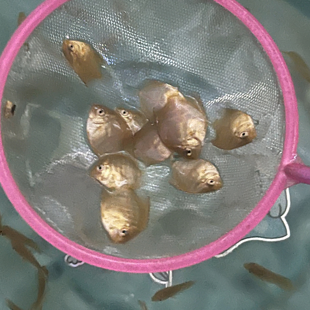 七彩神仙鱼2公分左右鱼苗热带鱼观赏鱼渔场直销天子鸽子红德松