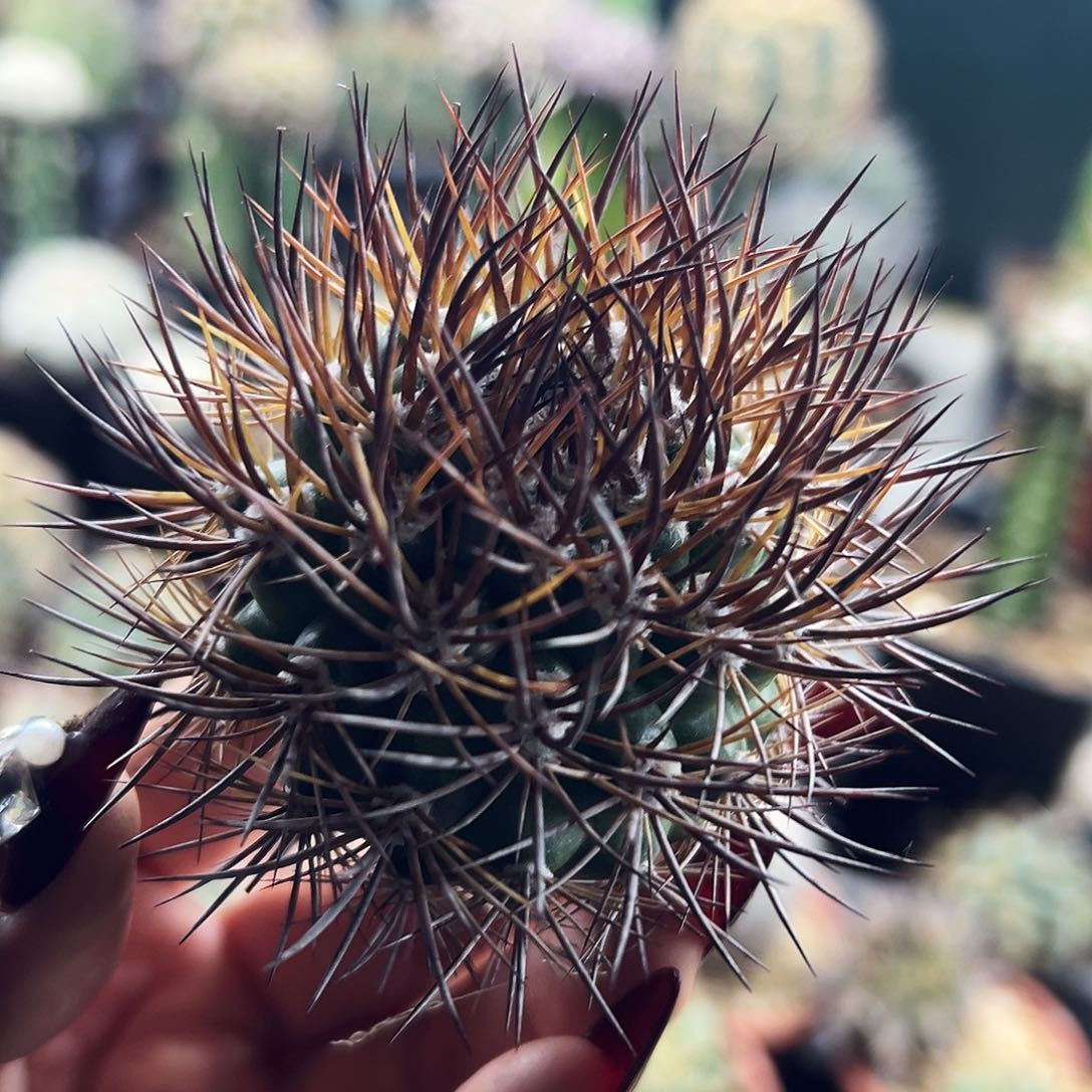 逆豹仙人球1111111111