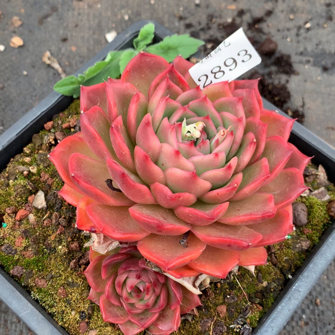 2893杂交多肉老桩