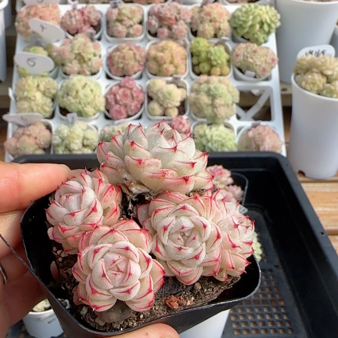 【闪购商品】0115-84边线包子