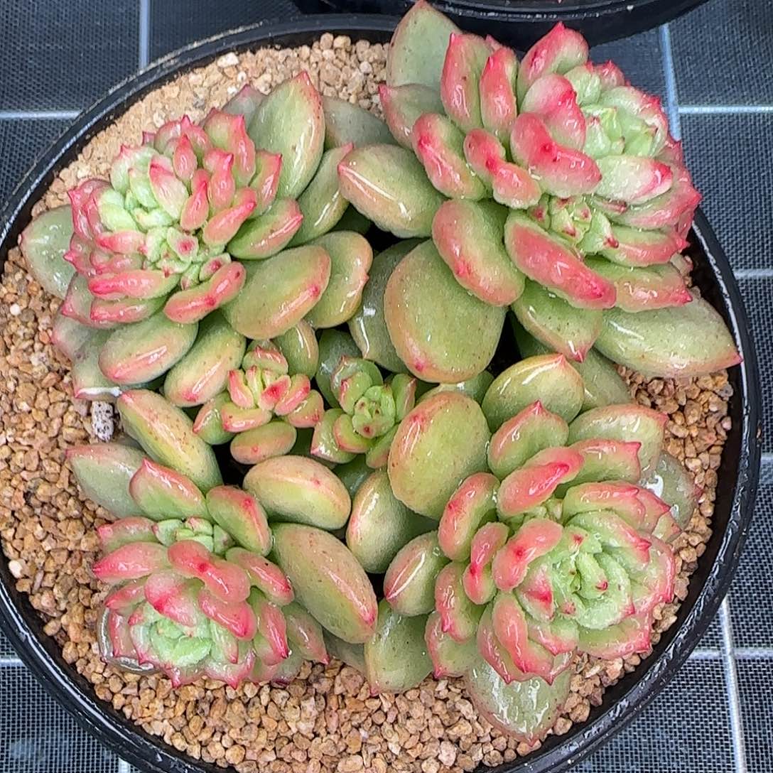 从前慢花园精选苹果花