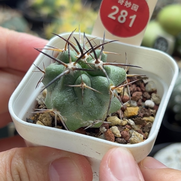 实生上蜡龙爪球3.1cm