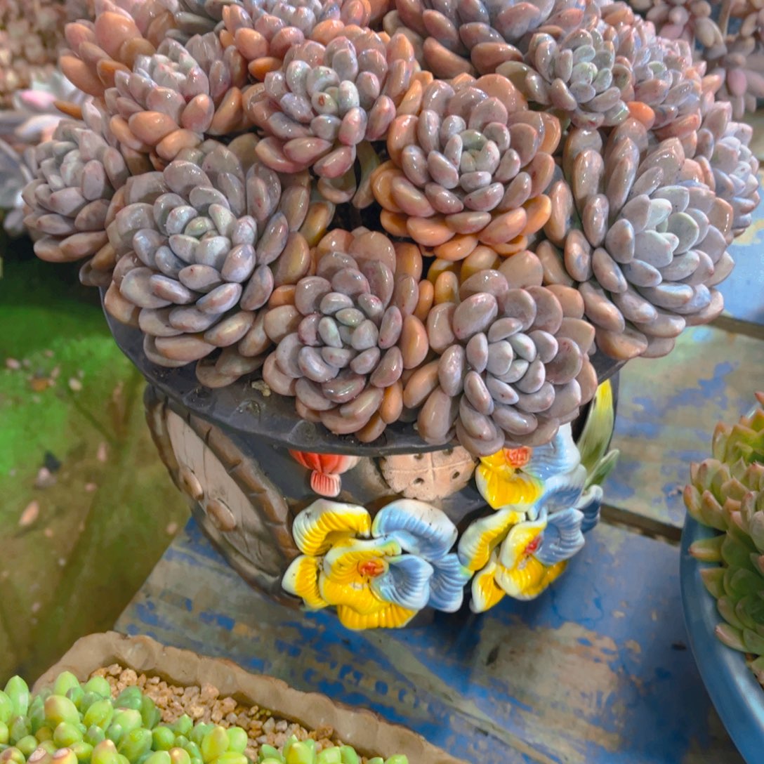 凉***桃多肉植物，我的确是个很喜欢