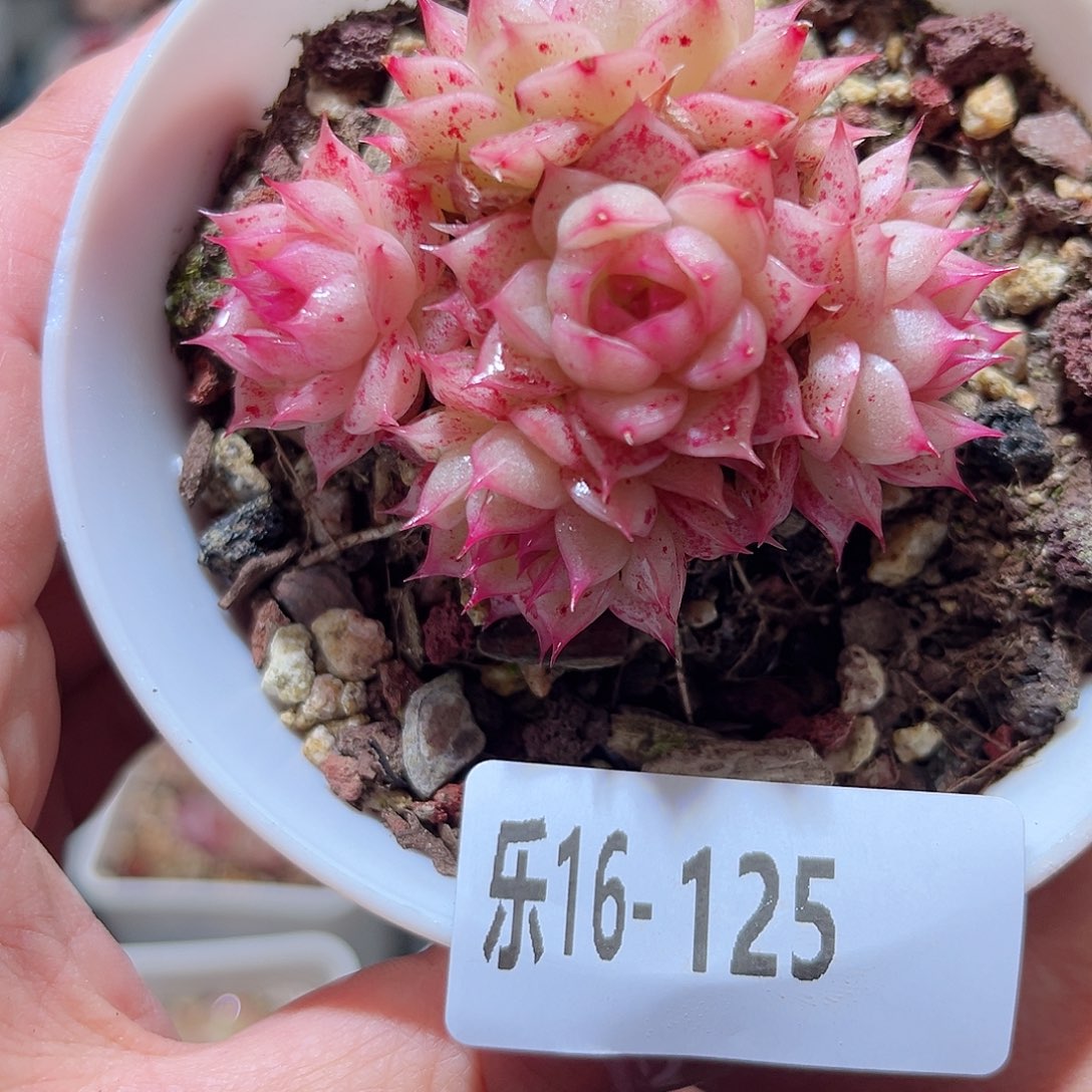 乐16-125 麦秆不包整