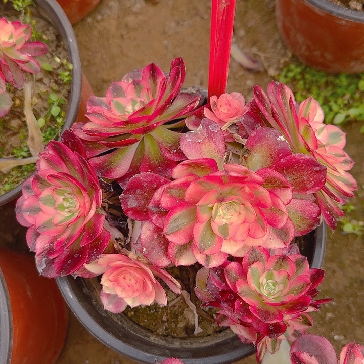 2-151荔枝多肉法师