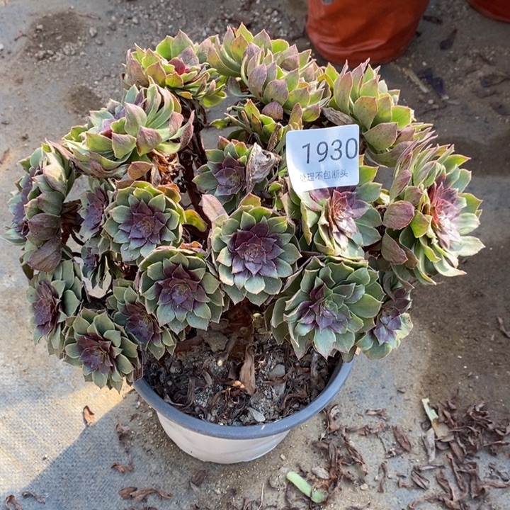 红丝绒多肉断头不包1930