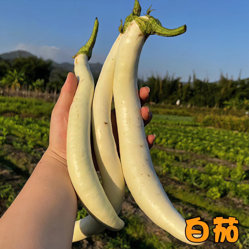 【白茄2斤/广东省内京东 顺丰包邮】潮汕普宁本地农家菜现摘现发