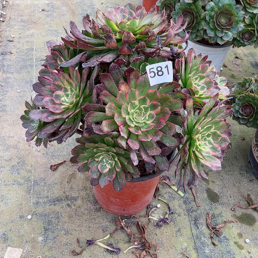 多肉植物嫦娥581