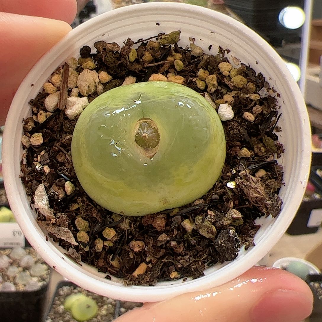 【闪购商品】136 o泡 多肉