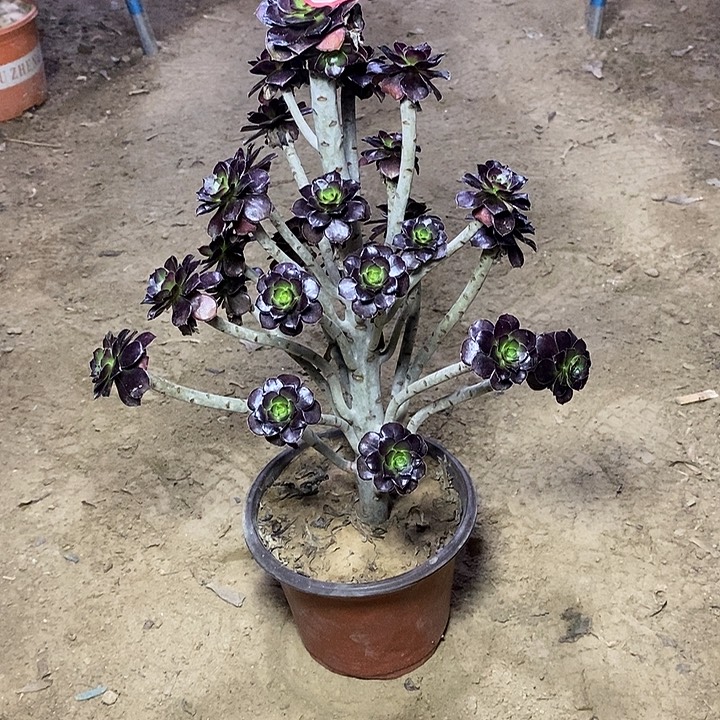 17，小黑豆13467889999