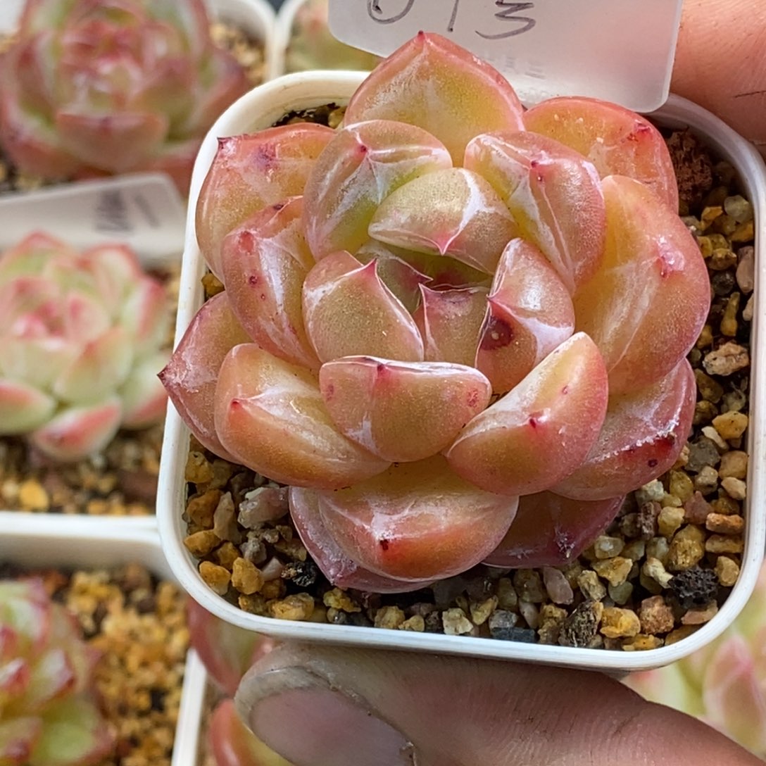 天官赐福百无禁忌