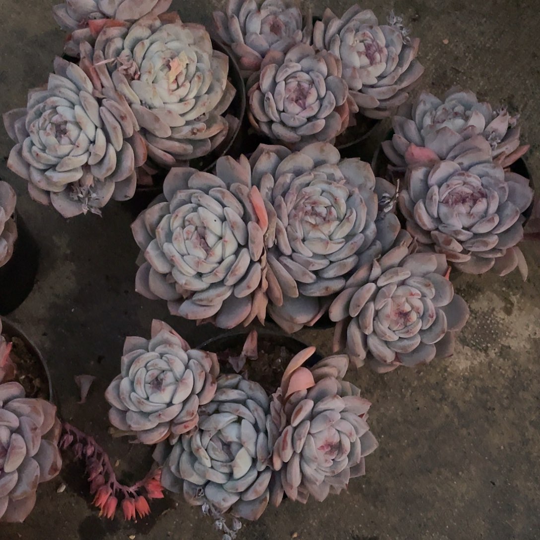 星影3头无砍群老桩8888