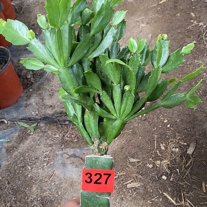 无花朵瑕疵苗2224新疆不包邮
