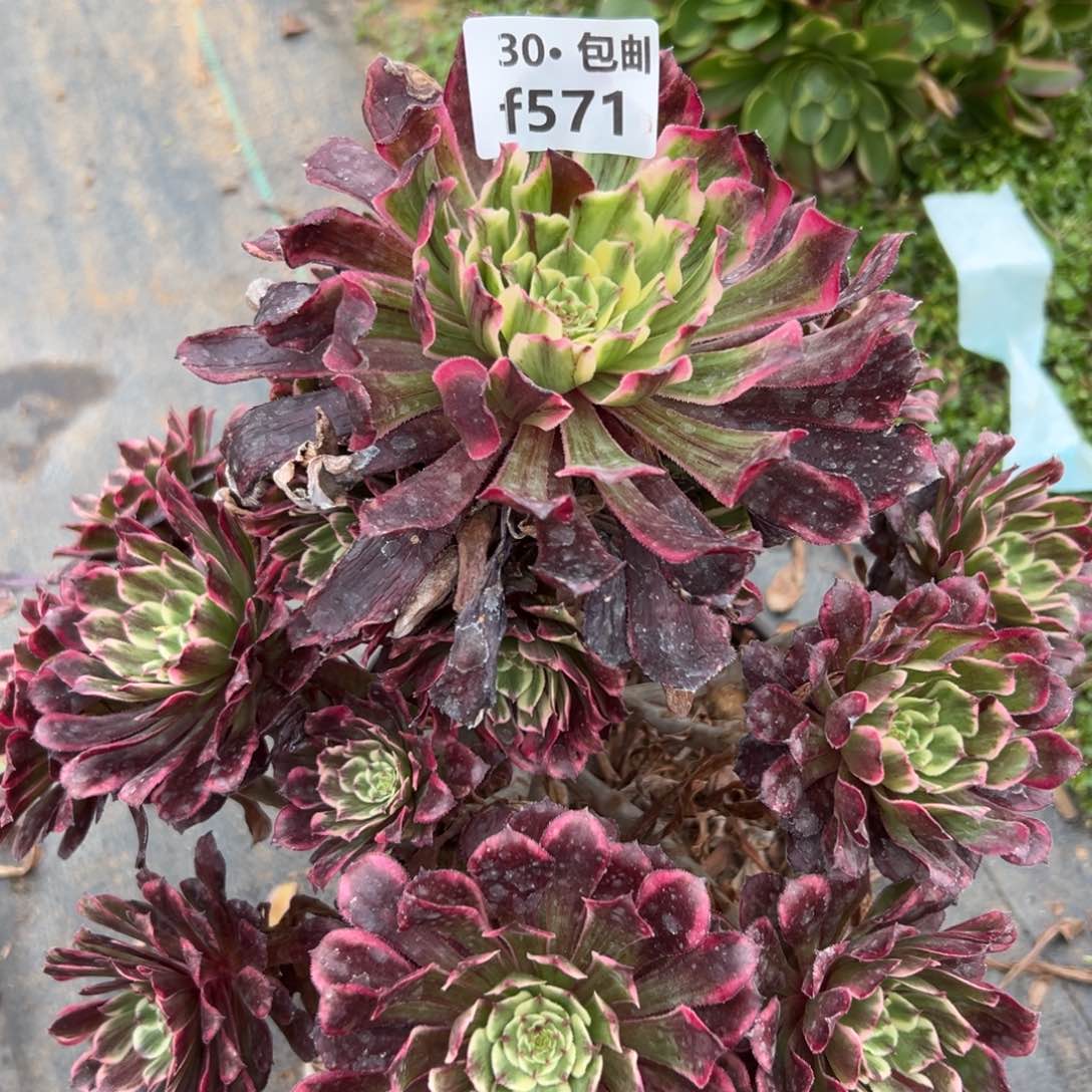 571紫嫣多肉法师