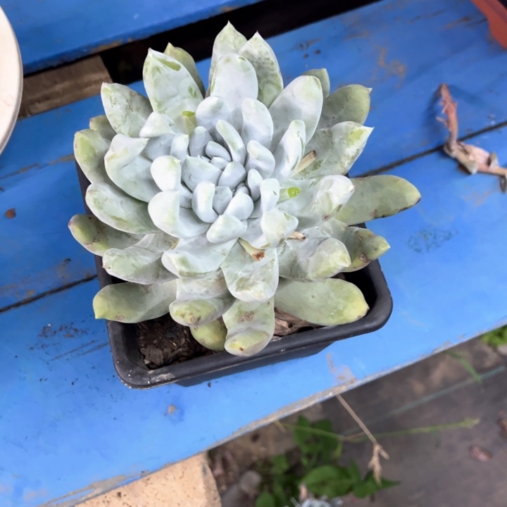 母子处理脱土发货