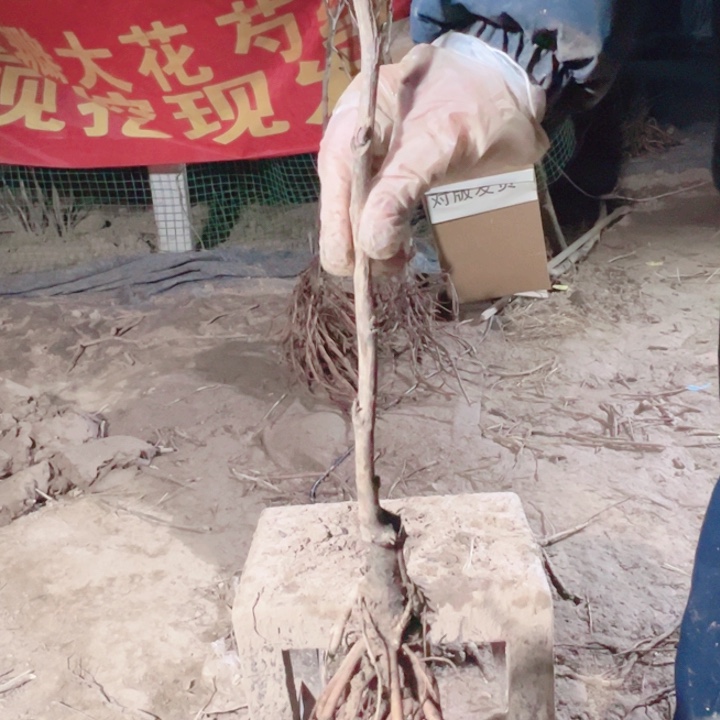 当前无花栽培后可以开花香玉