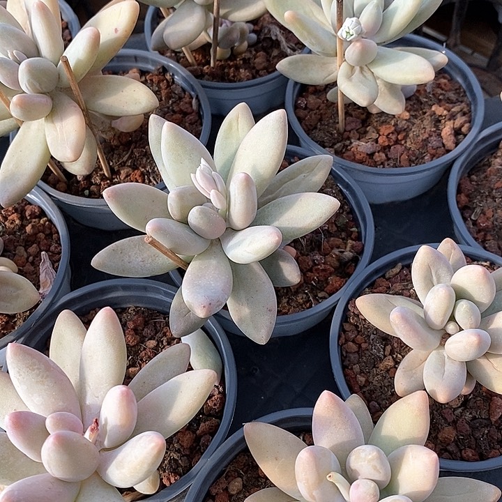 57企鹅单头 福利多多