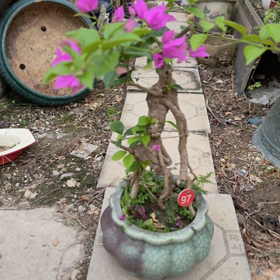 一****三角梅一个土球发货