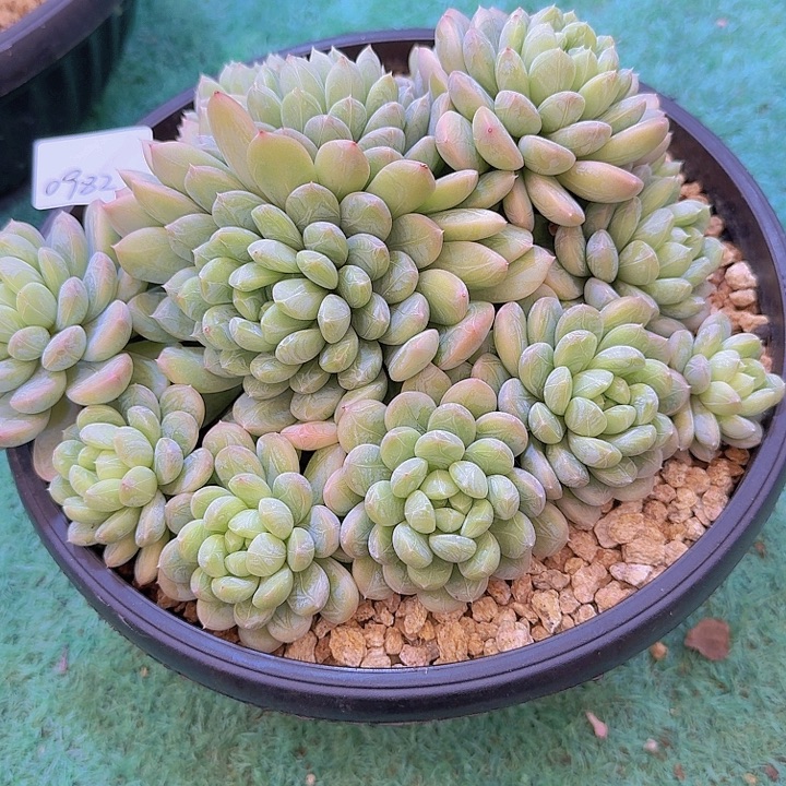 0982百搭翡翠多肉植物