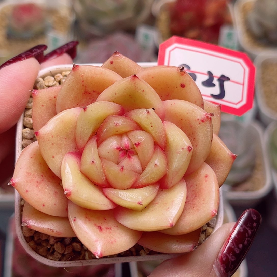 G25一物一拍 玉芷