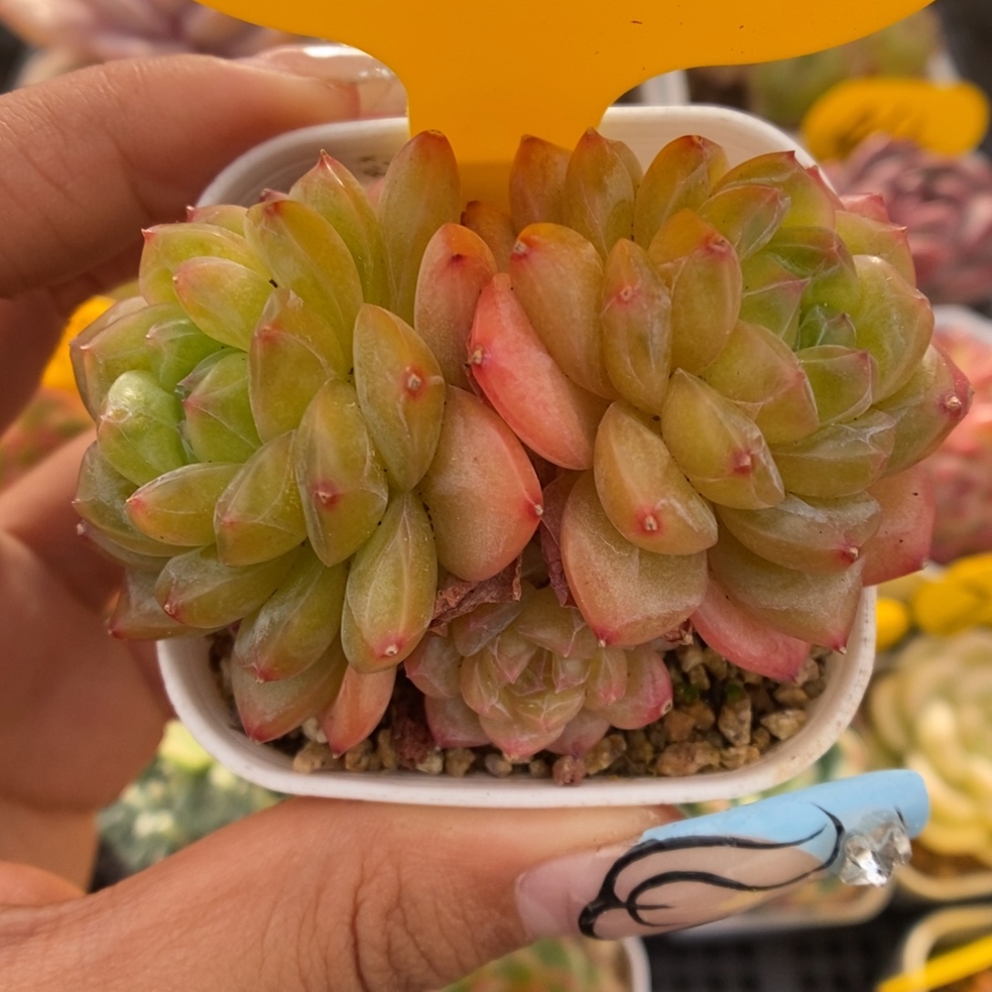 绿芙蓉群生5422号。   