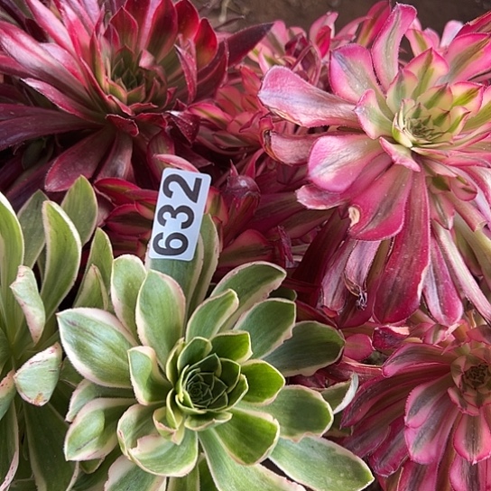 罗**夏多肉植物一个有砍