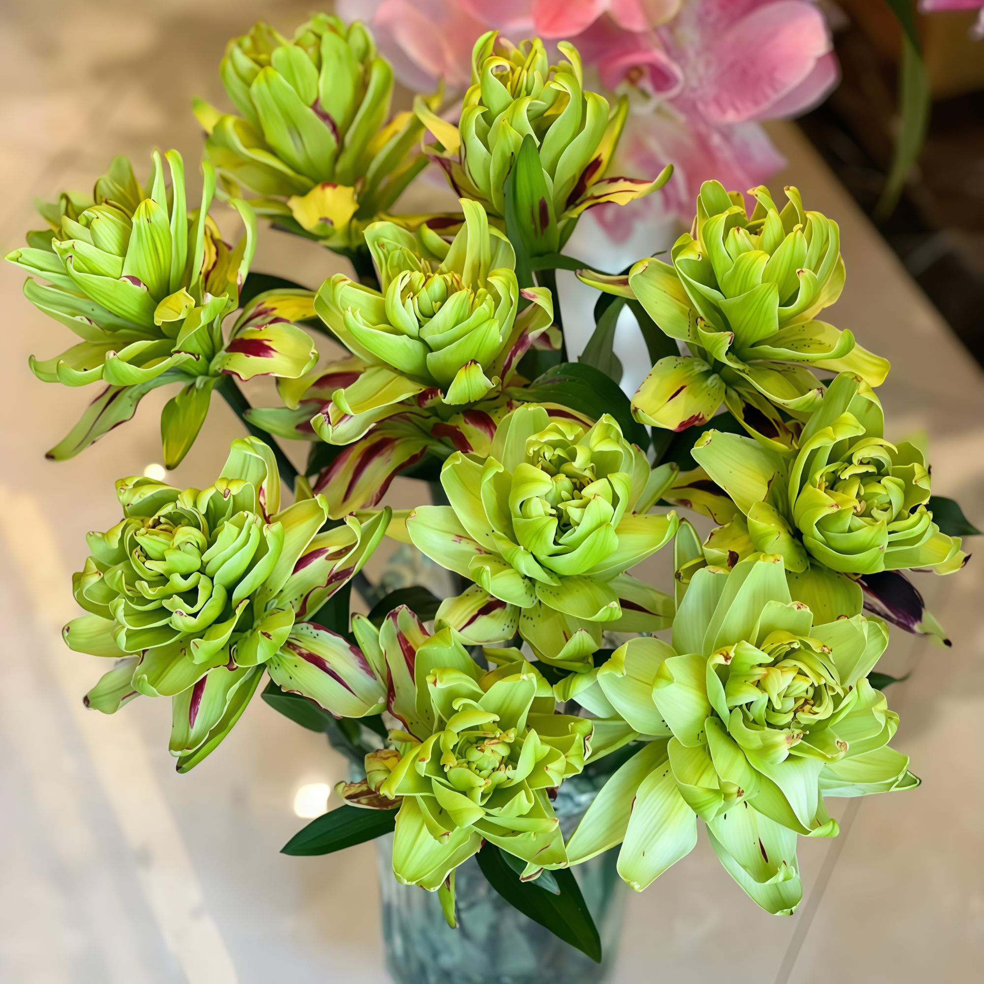 【香水百合种球】重瓣百合花浓香型多年生阳台庭院种球正宗进口花卉