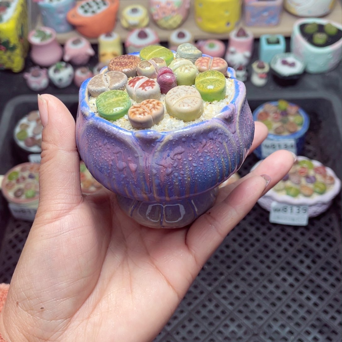 w8140 带盆土发货-零下地区拍保温箱