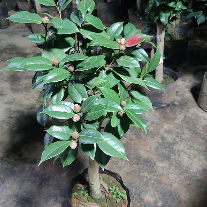 全部花苞超墨川不包邮