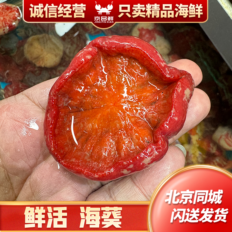 海葵一斤海葵鲜活海腚根新鲜海鲜水产红沙蒜特产海花海肠子煲汤