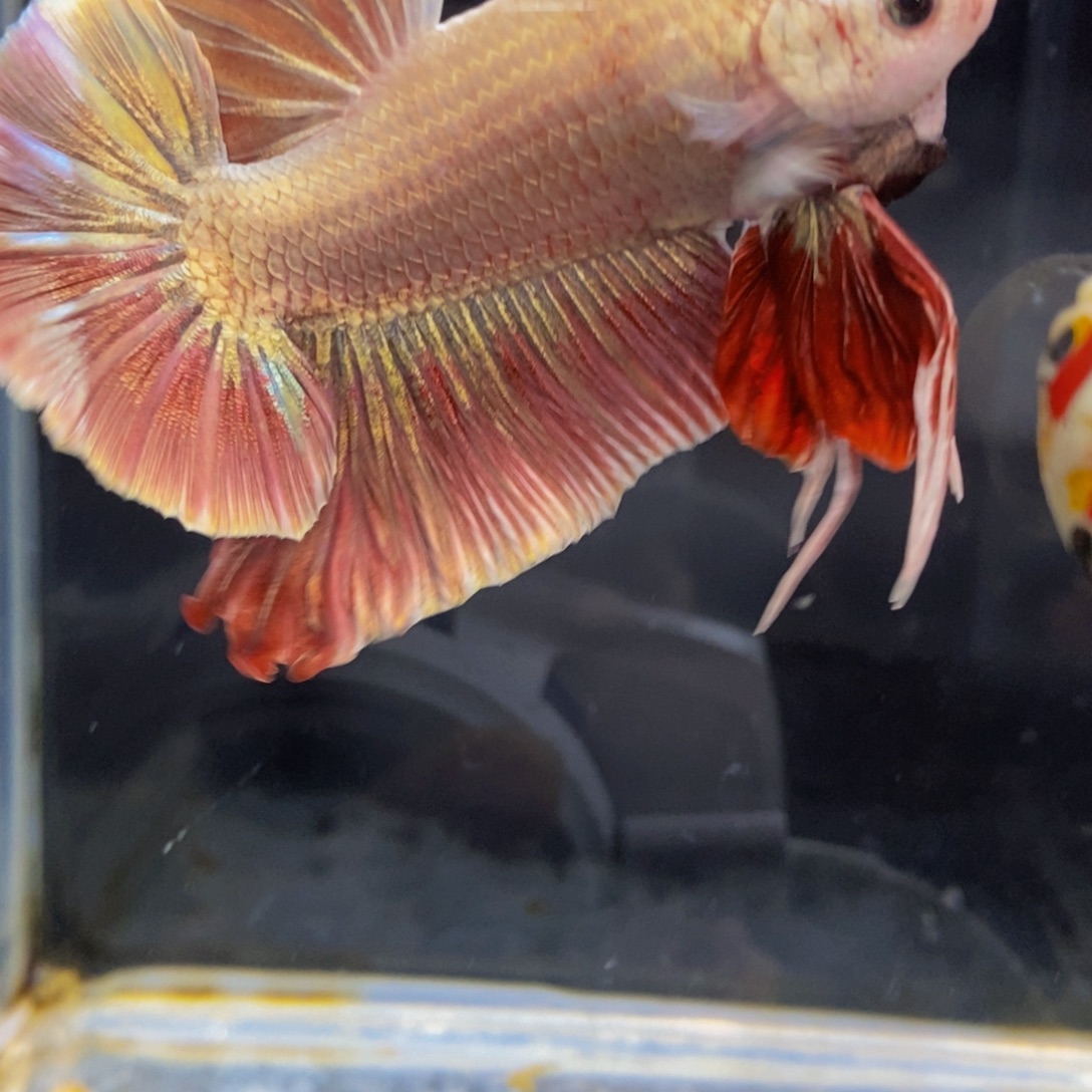 斗鱼333巨斗111111