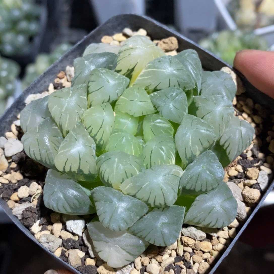 一颗湖水玉露锦 元旦福利