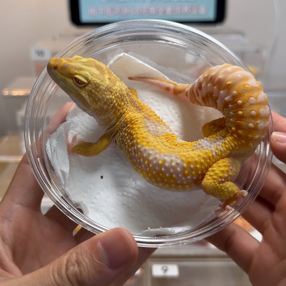 豹纹守宫暴龙弟弟 大卡车