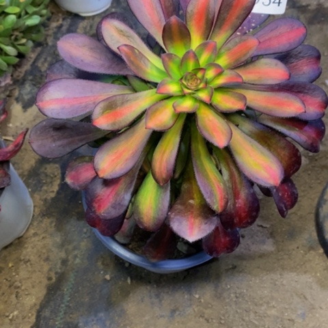 晚霞多肉植物3954