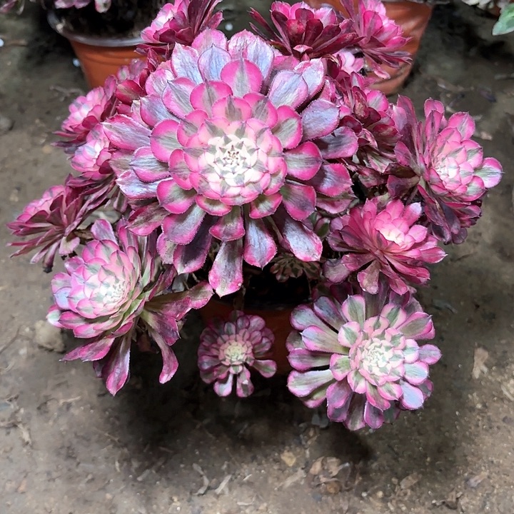 多肉植物红铜白妖桩17