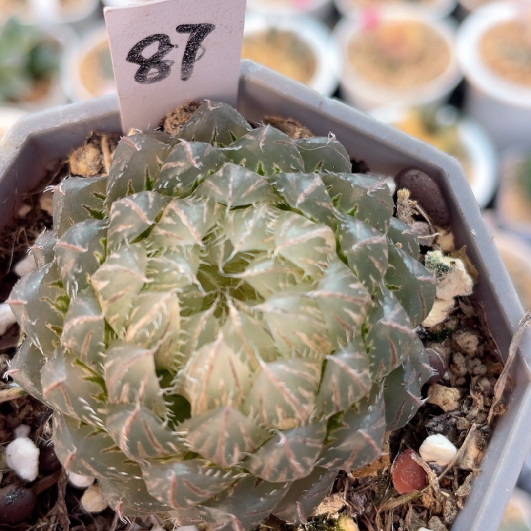 87翠云玉露锦。