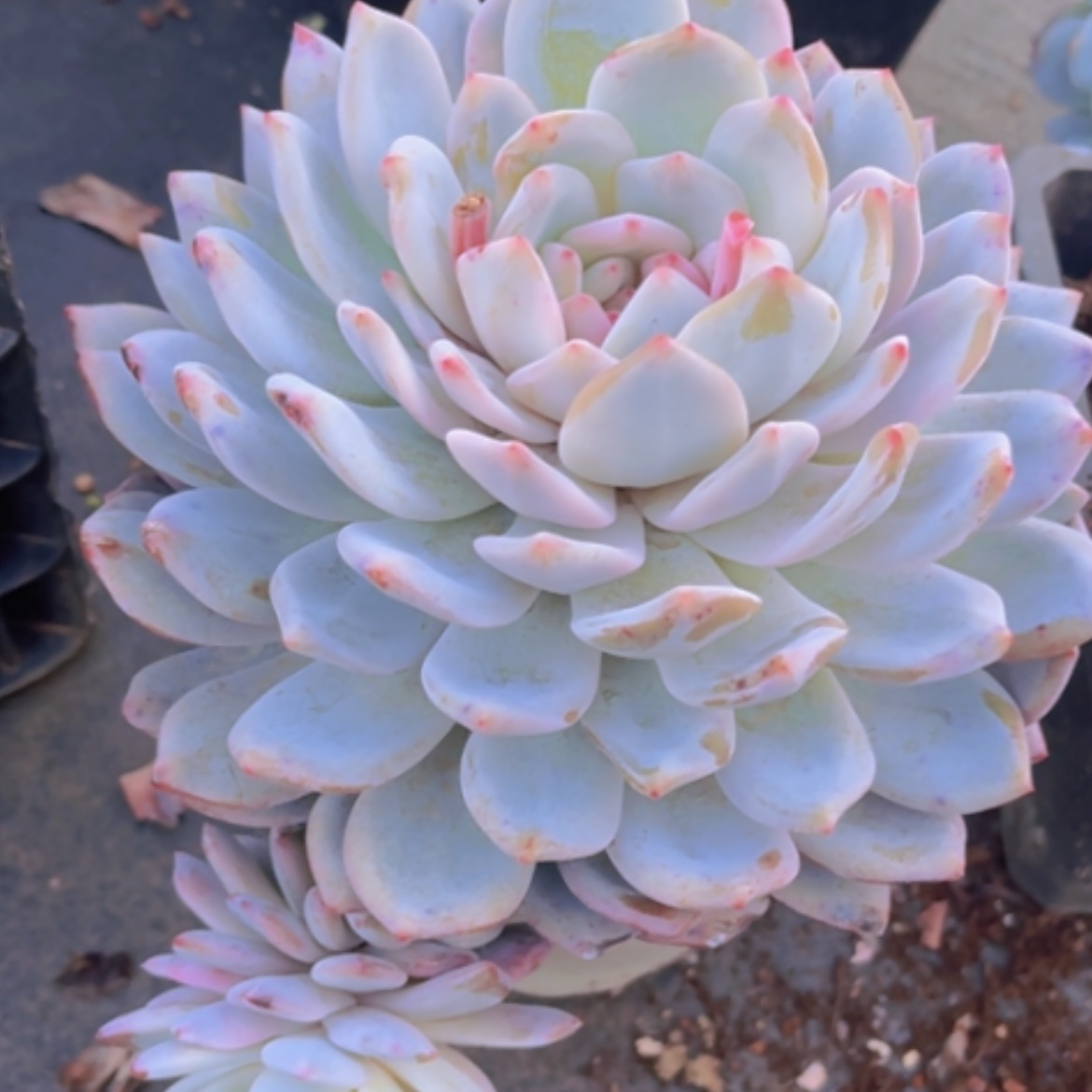 【闪购商品】橙梦露04285