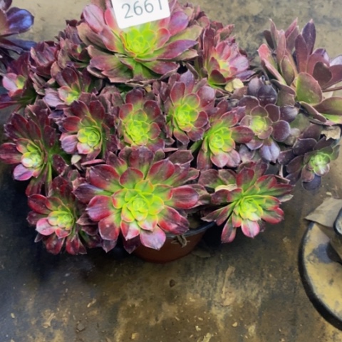 安娜多肉植物2661