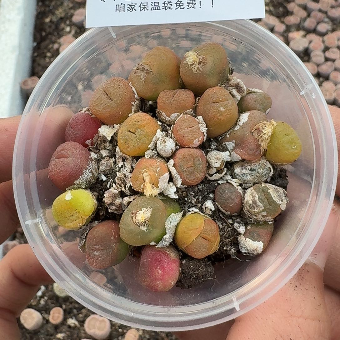 2526 哈哈哈哈哈哈哈哈哈哈