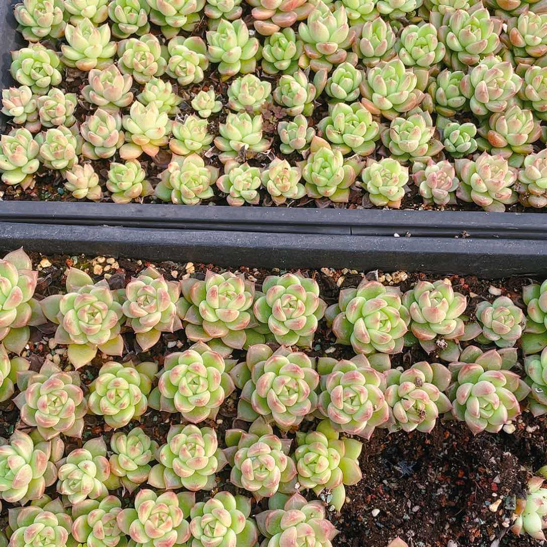 晴空珍妮穴一个满48包邮