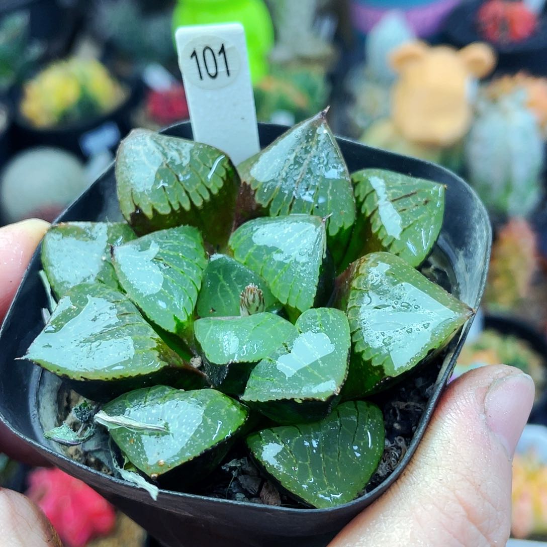 非偏远地区满25包邮仙人球