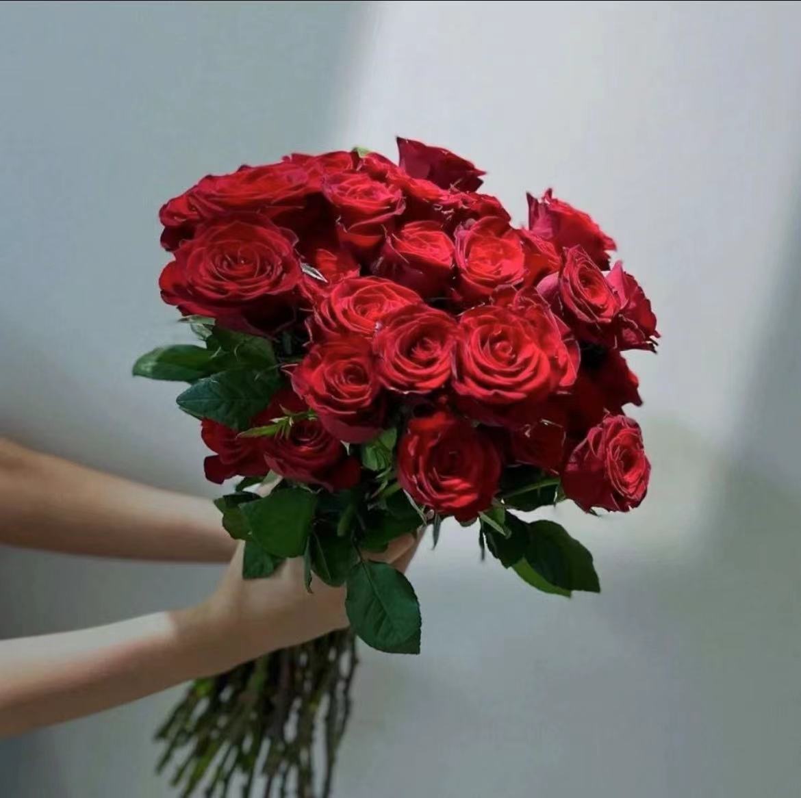 【红玫瑰福利】高原红玫瑰云南昆明基地鲜花水养花客厅家居摆件插花