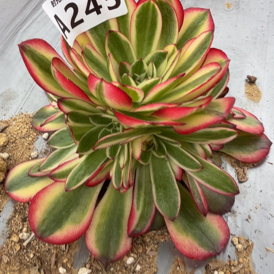 245荔枝。多肉植物