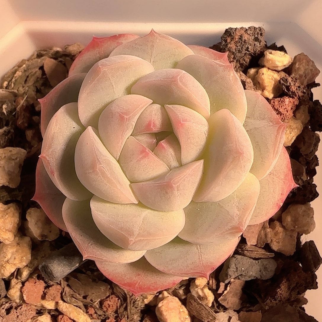 多肉1127-108糖心