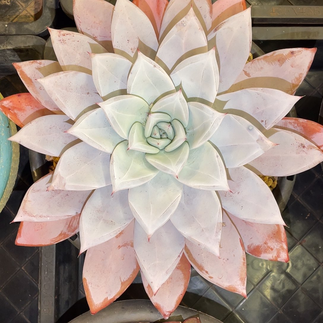 多肉植物一物一拍