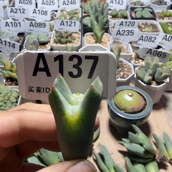 一****137。满38包邮肉锥