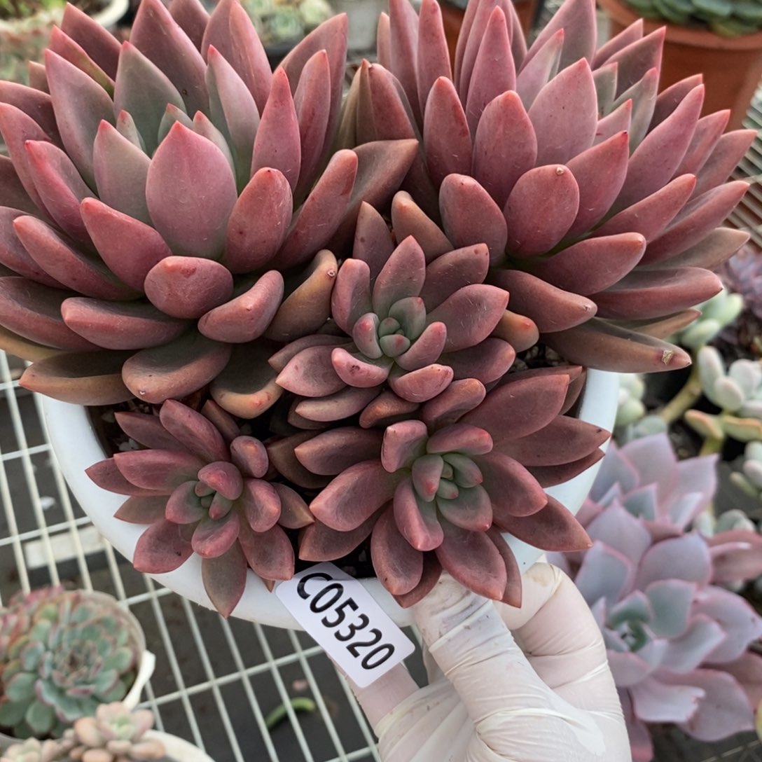 5320桃花源一物一拍