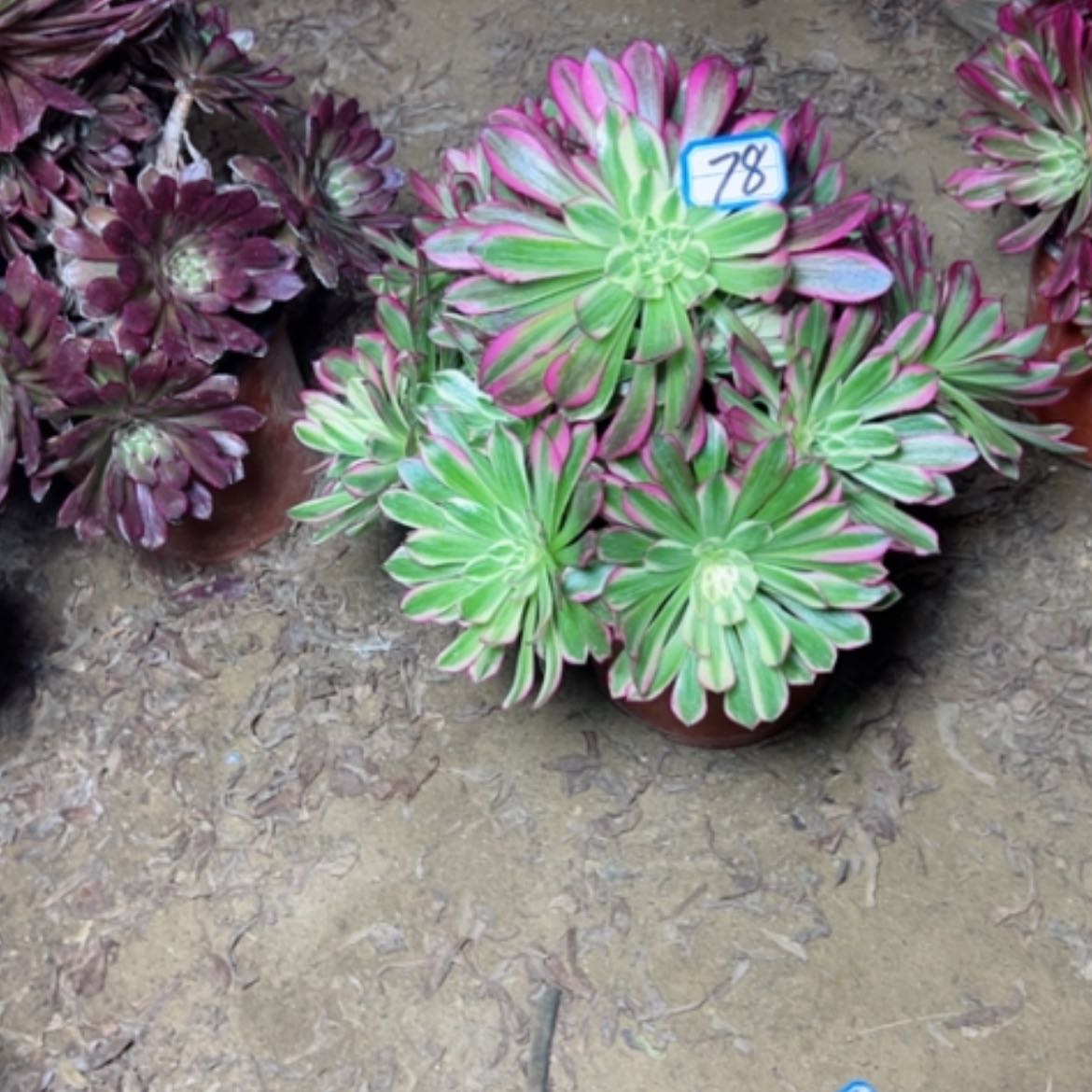 【闪购商品】多肉植物天合78